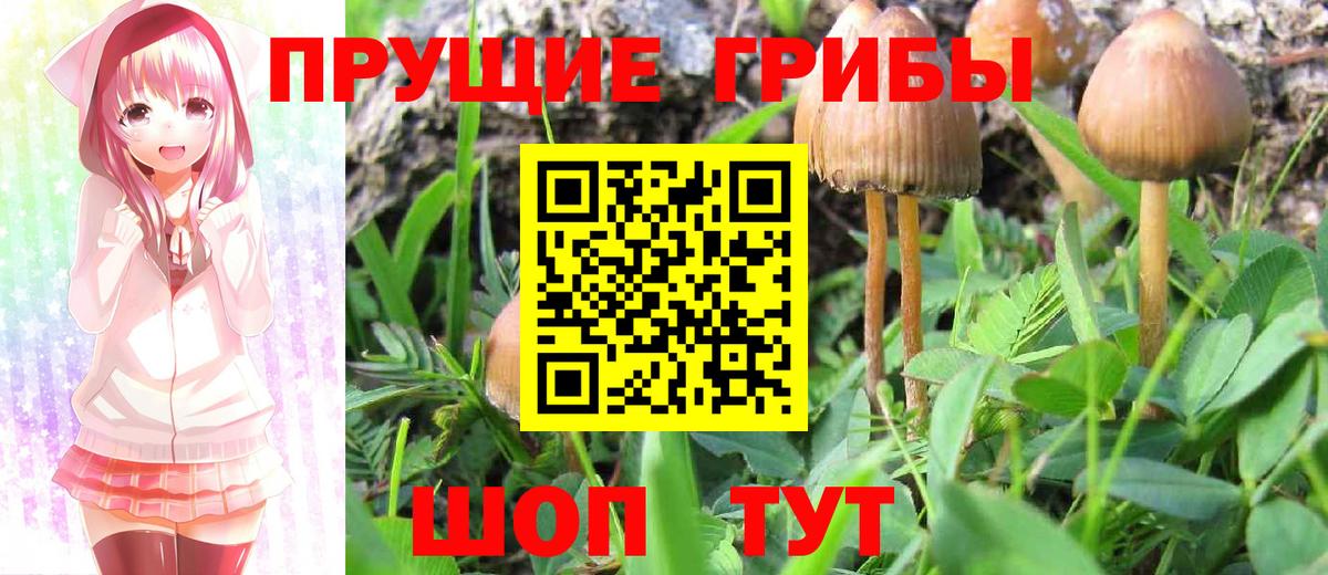 Псилоцибиновые грибы GOLDEN TEACHER Лысьва